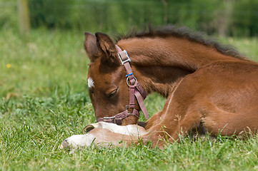 Image showing Resting foal