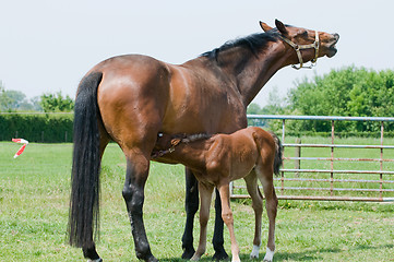 Image showing Drinking Milk