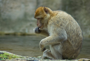 Image showing Resting Berber Ape