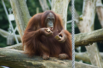 Image showing Eating Orang Oetan