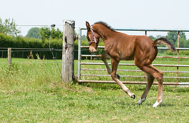 Image showing Happy foal