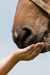 Image showing Horse Eating Grass
