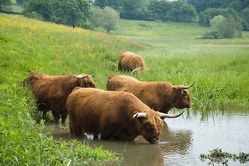 Image showing Highland Steers