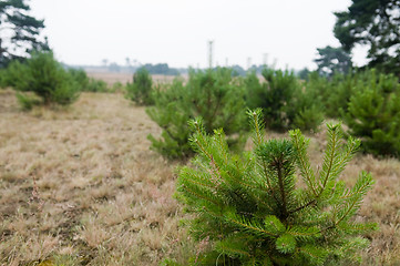 Image showing Heathland