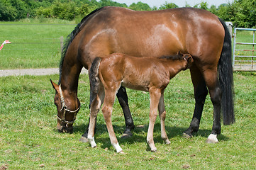 Image showing Drinking Milk