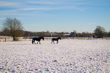 Image showing Winter Scenic