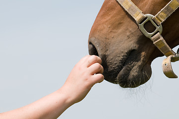 Image showing Horse's nose