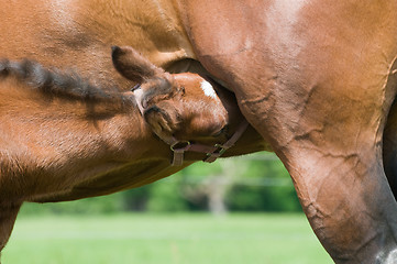 Image showing Drinking Milk