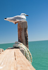 Image showing seagull