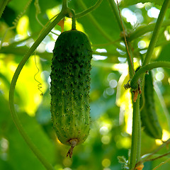 Image showing Cucumbers