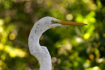 Image showing great white heron head