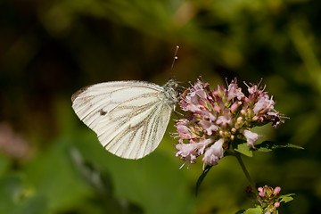 Image showing white butterfly