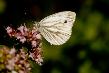 Image showing white butterfly