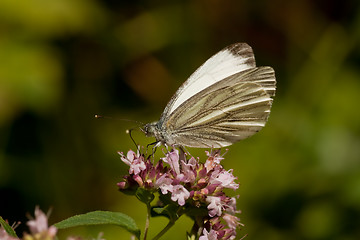 Image showing white butterfly