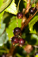 Image showing black currants