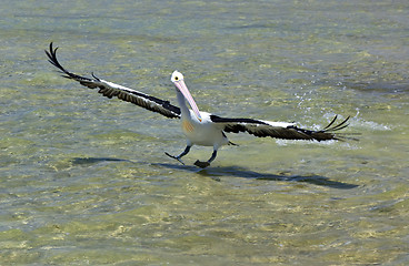 Image showing pelican