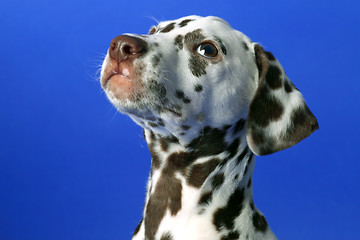 Image showing Dalmation