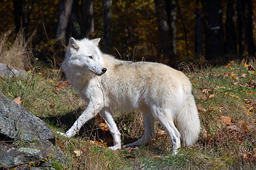 Image showing Arctic Wolf