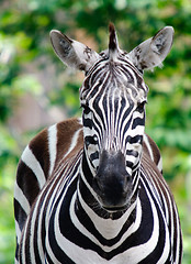 Image showing Zebra