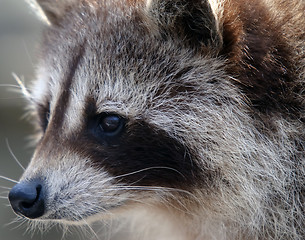 Image showing Raccoon