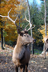 Image showing Elk