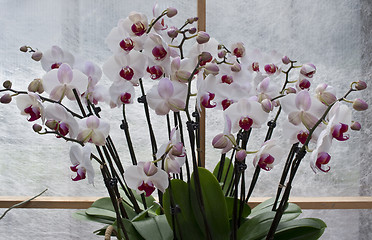 Image showing Orchid in hothouse