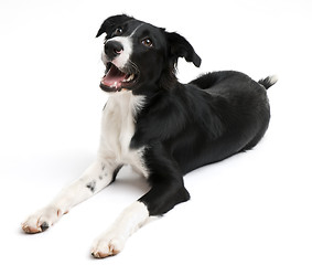 Image showing Border collie