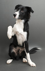 Image showing Border collie