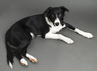 Image showing Border collie