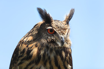 Image showing Portrait of an owl