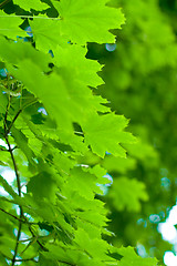 Image showing green leaves