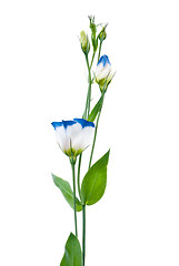 Image showing Beautiful blue flower