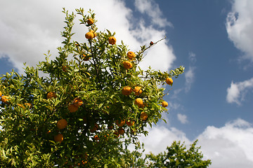 Image showing Mandarin tree