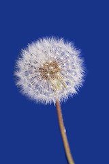 Image showing Dandelion isolated on blue background