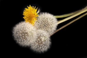 Image showing Dandelions isolated on black background