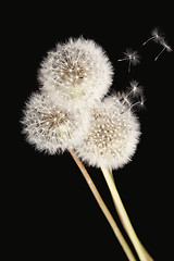 Image showing Dandelions isolated on black background