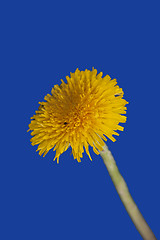 Image showing Dandelion isolated on blue background