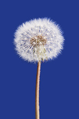 Image showing Dandelion isolated on blue background