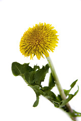 Image showing Dandelion isolated on white background