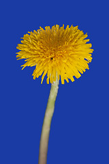 Image showing Dandelion isolated on blue background