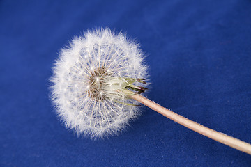 Image showing Dandelion isolated on blue background