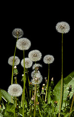Image showing Dandelions isolated on black background