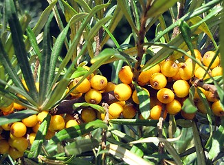 Image showing Sea buckthorn