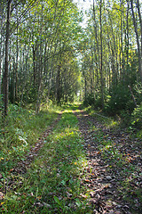 Image showing A forest road