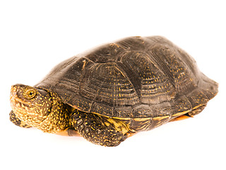 Image showing Turtle