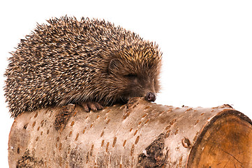 Image showing Hedgehog