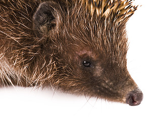 Image showing Hedgehog