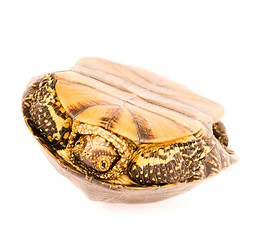 Image showing Turtle