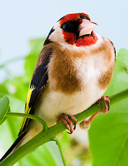 Image showing Goldfinch