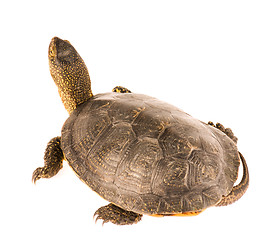 Image showing Turtle